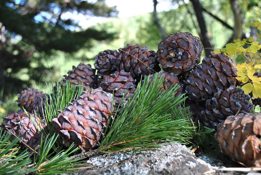 Балқарағай терген балақайлар