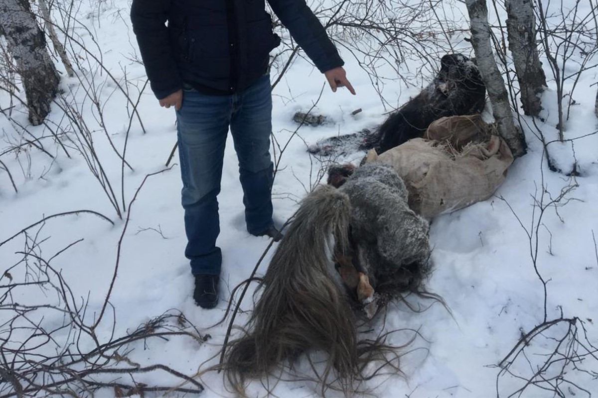 25 жылқыны қолды қылған адам ұсталды