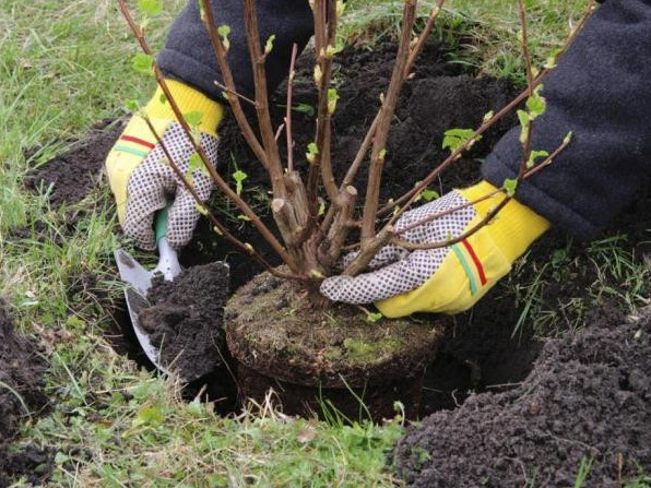 Атырау облысында бес жылда 7 миллион көшет егіледі