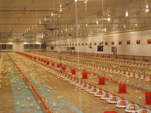 Ақмоладағы құс фабрикасында жылына 56 мың тонна өнім өндіріледі