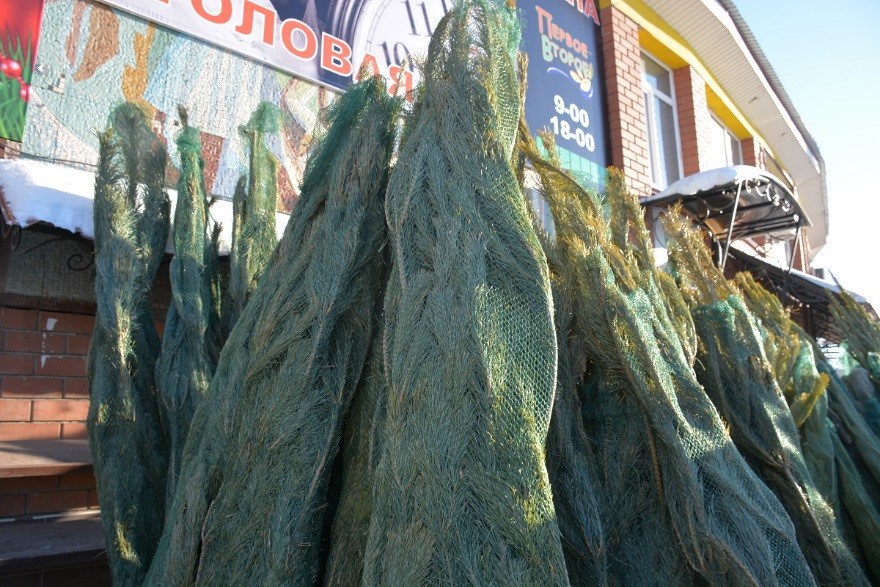 Заңсыз ағаш кесушілерге жауапкершілік туралы ескертеді