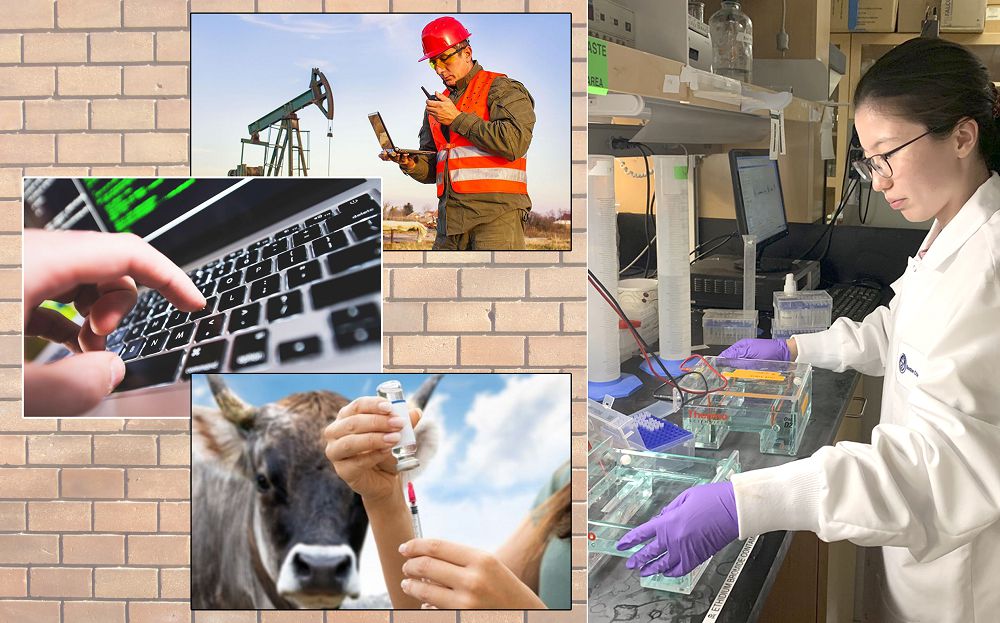 Мамандықтар «майданы»