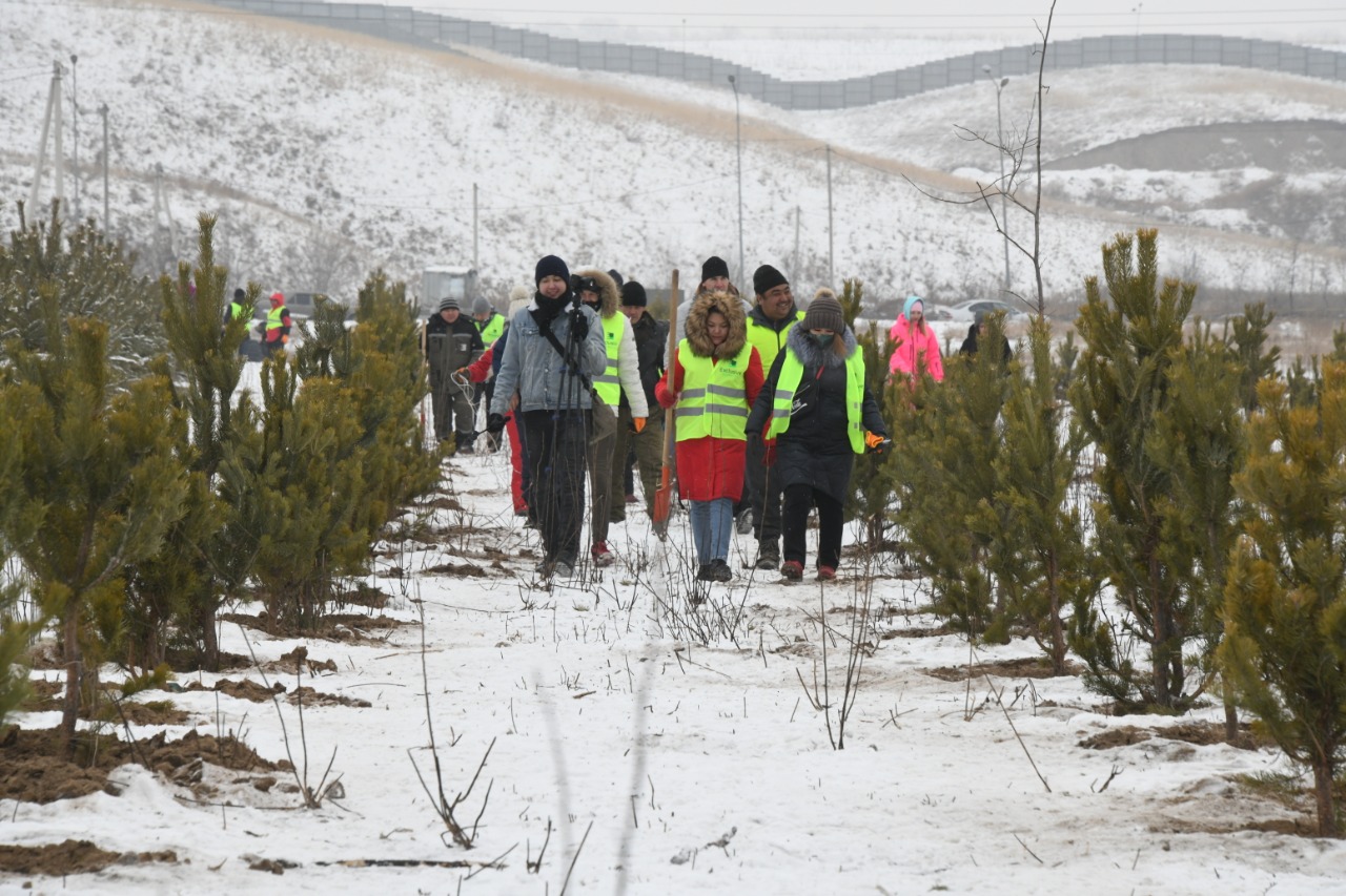 Алматыда 2020 жылы рекордтық көлемде көшет отырғызылды