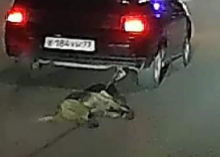 Атырауда көлігімен итті сүйреген жүргізуші тергеліп жатыр