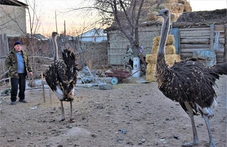 Қармақшылық тұрғын түйеқұс өсіріп отыр