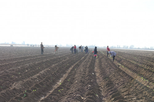Мақтааралдық диқандар егістік жұмыстарын қаңтарда бастады