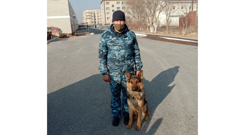 Қызылордада былтыр иттердің көмегімен 192 қылмыс ашылды