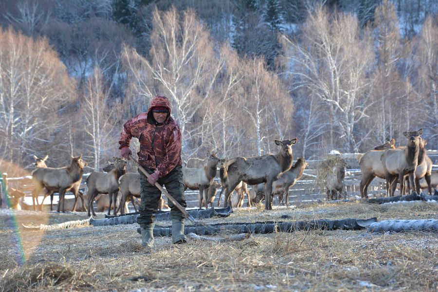 Алтайдың кербез маралы