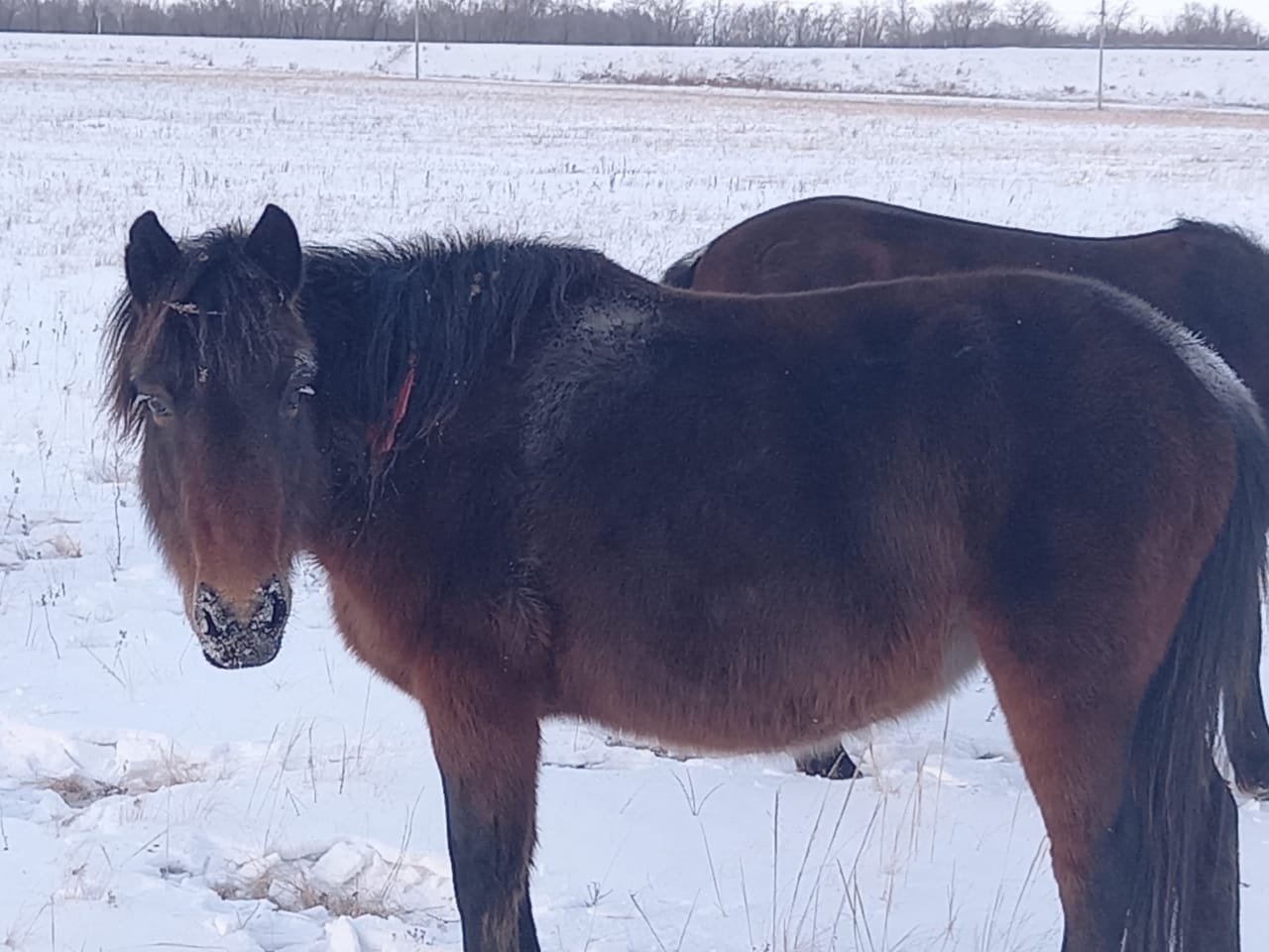 Әйел басқарған қылмыстық топ ұсталды