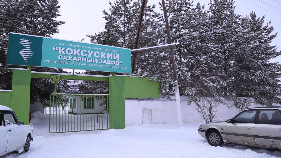 Көксу зауыты қамыстан қант шығаруды қолға алды