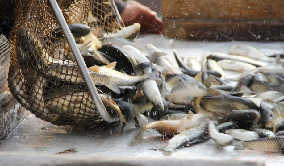 Жамбыл облысында балық шаруашылығы дамып келеді