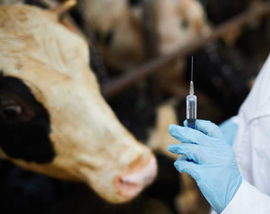 Кеген ауданында мал неге қырылды?