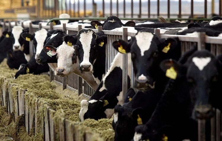 Тауарлы сүт фермасын салуға 40 млн доллар инвестиция тартылмақ