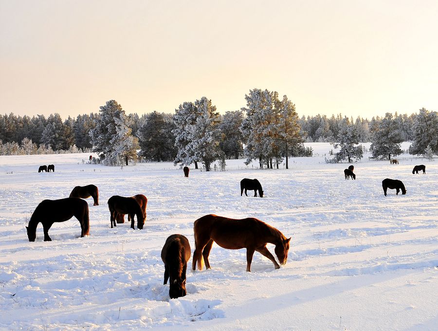Ауылдың мұңы – малдың өрісі (Президенттің бос жатқан жайылымдық жерлерді қайтару  жөніндегі тапсырмасы аса өзекті)