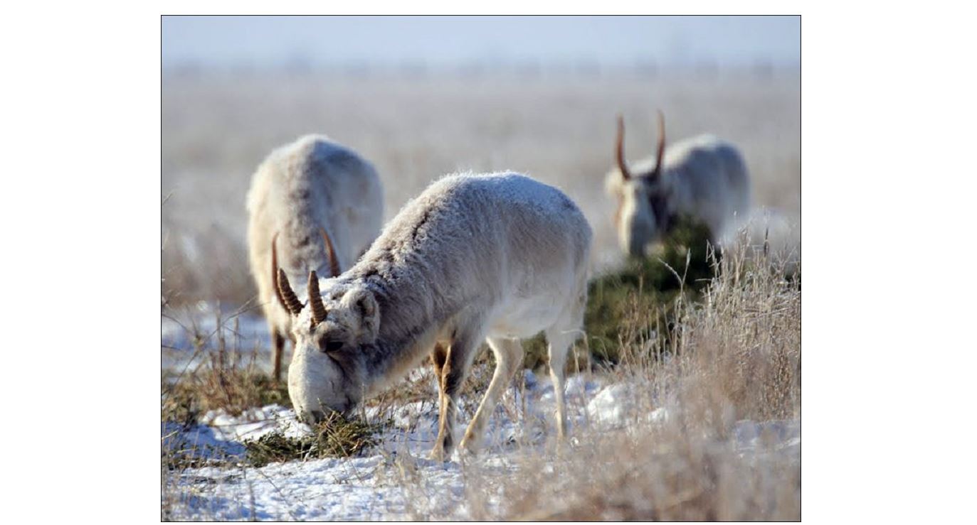 Киіктер қыста қысылмайды