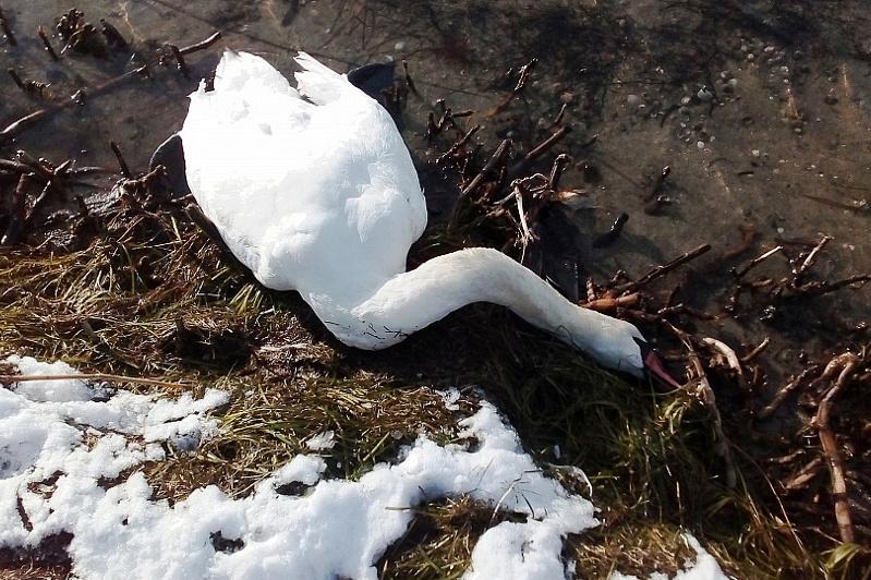 Бейжіңде құс тұмауынан жабайы аққулар қырылып жатыр