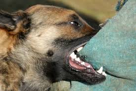 Ит балақтан алып тұр