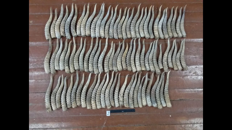 Атырау облысында ауыл тұрғынынан 106 киік мүйізі тәркіленді