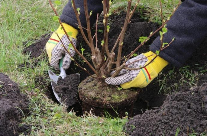 Алматыда миллион ағаш отырғызу бағдарламасының аралық нәтижелері жарияланды