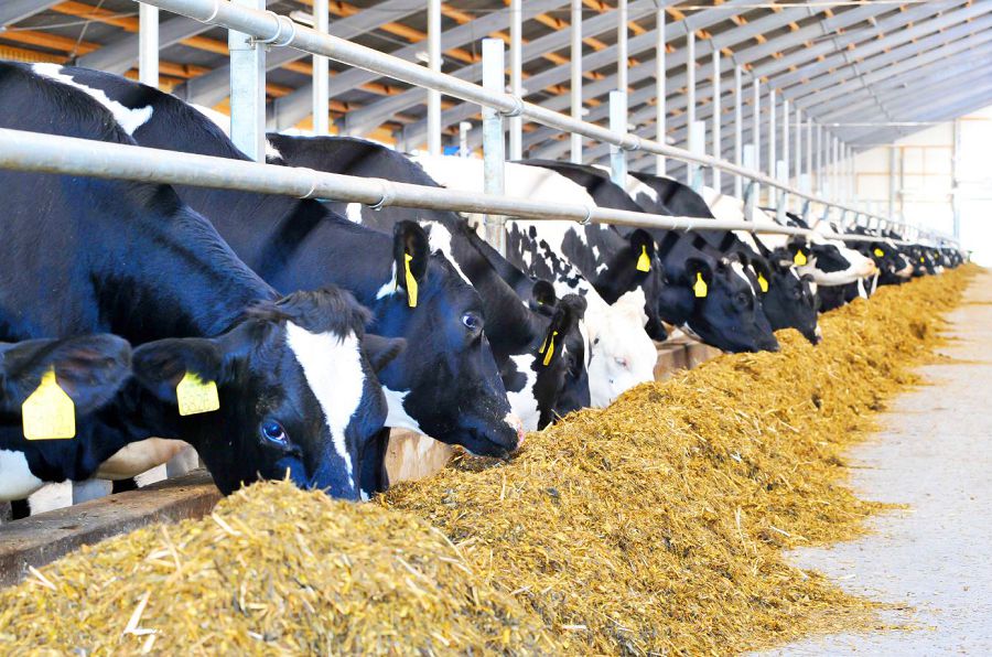 Мал бақсаң, асылын бақ