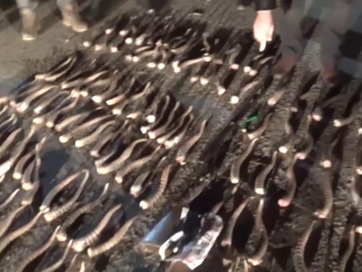 Атыраудың екі тұрғыны 364 киік мүйізімен ұсталды