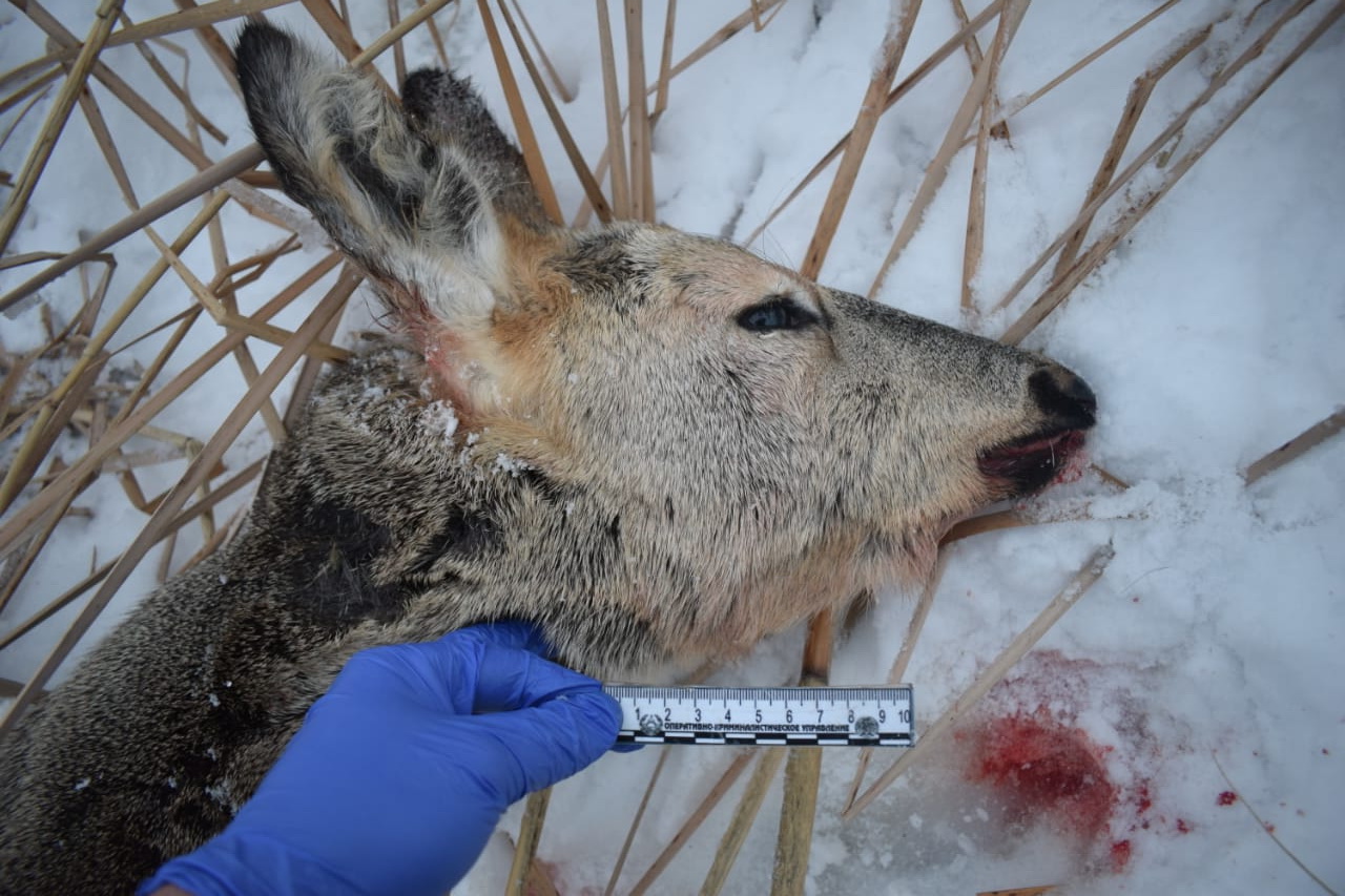 Браконьер үйінен ұсталды
