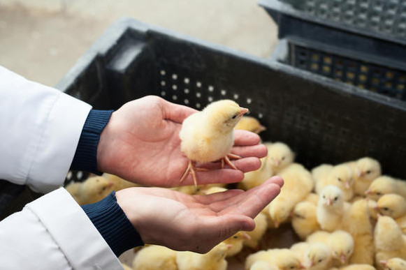 Басым бағыт – бройлерге