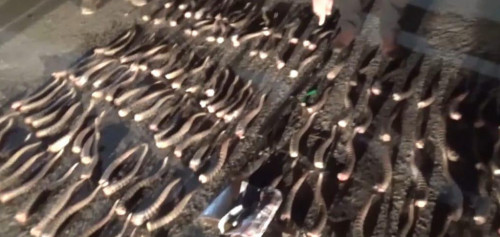 Киікті қынадай қырғандар