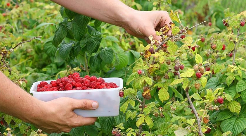 Бағбандықтың бағы бар