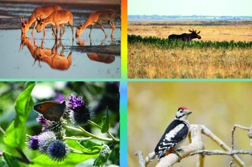 Қорықты атпен аралаған қолайлы