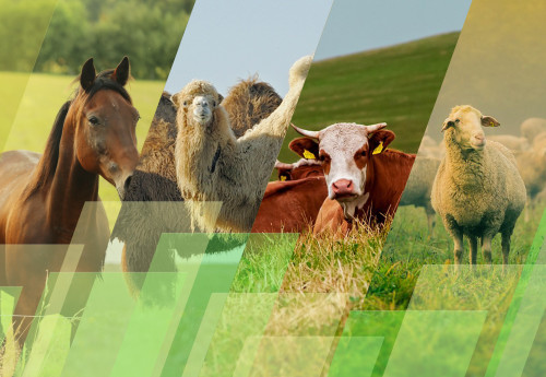 Жайылым мәселелері алаңдатады