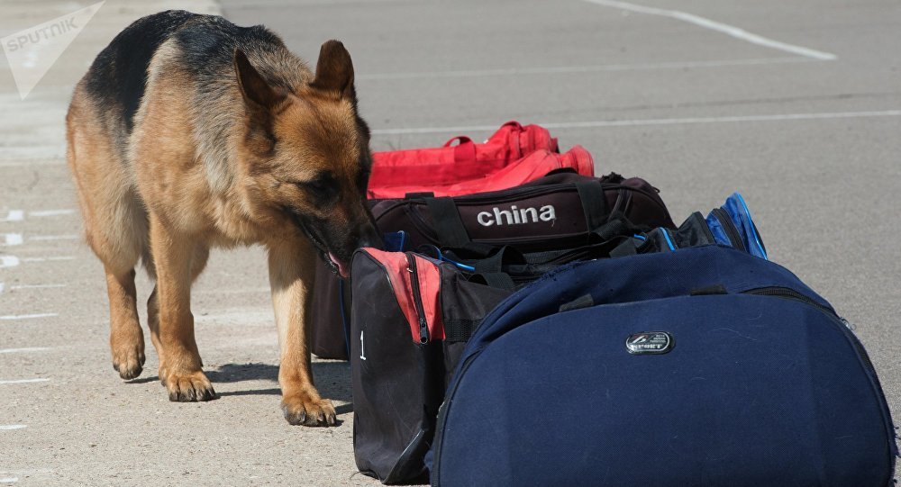 Ақмола облысында иісшіл иттер көмегімен 75 қылмыс ашылды