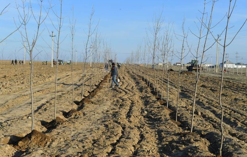 Түркістан облысында 30 млн дана тал егіледі