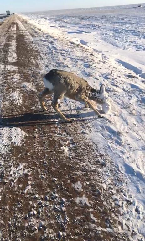 Жолаушыға жәутеңдеген жануар