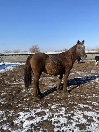 Бағып жүрген малын қолды еткен