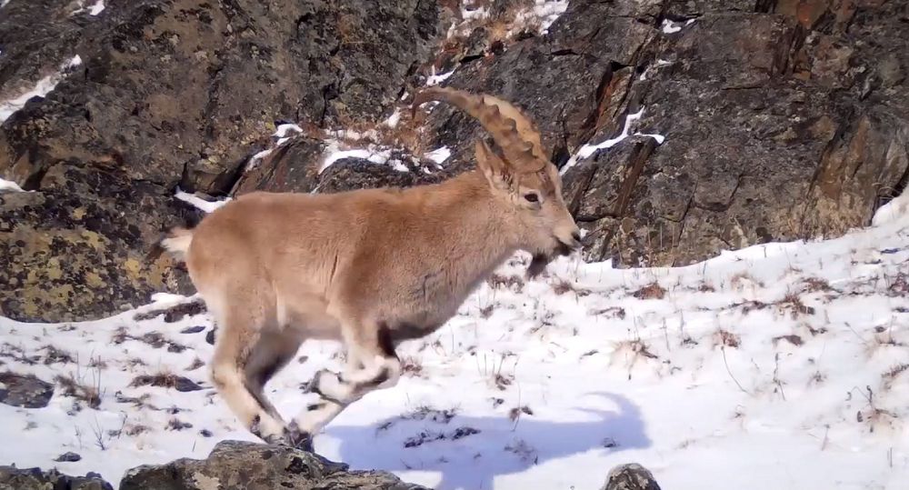 Таутекелердің қаупі қасқыр ғана