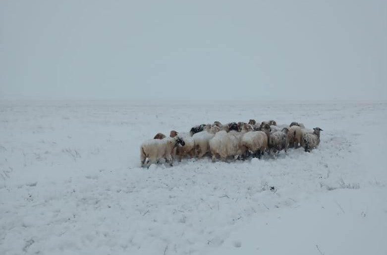 Атырауда 60 жастағы шопан із-түзсіз жоғалып кетті