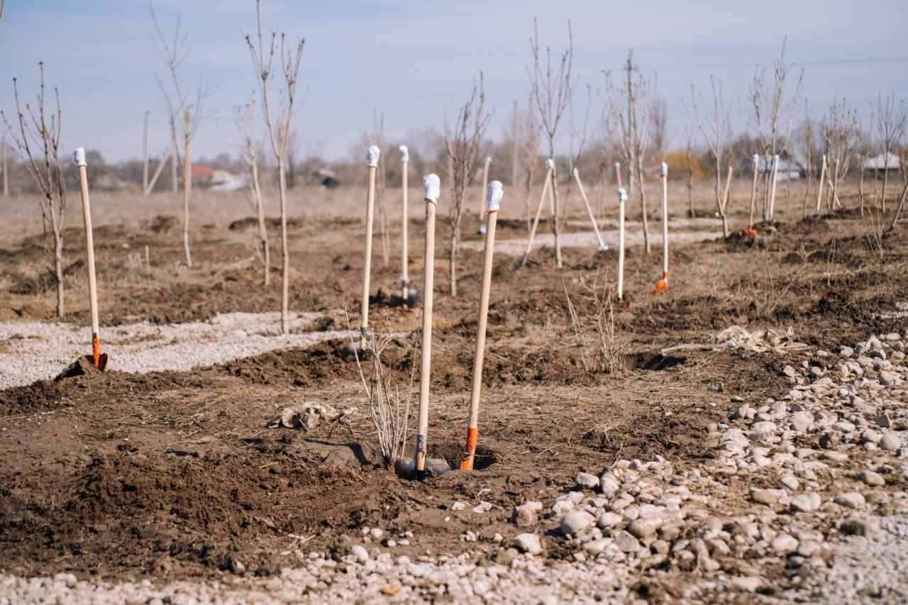 «Bugin-экология» жобасы көшет отырғызуға шақырады