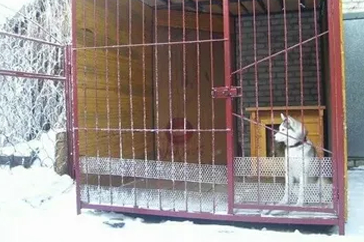 Петропавл полицейлері асыл тұқымды итті ұрлаған адамды ұстады