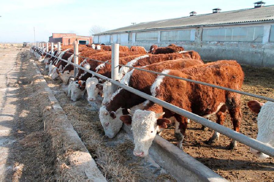 Шектеу шаруаны қажытып тұр