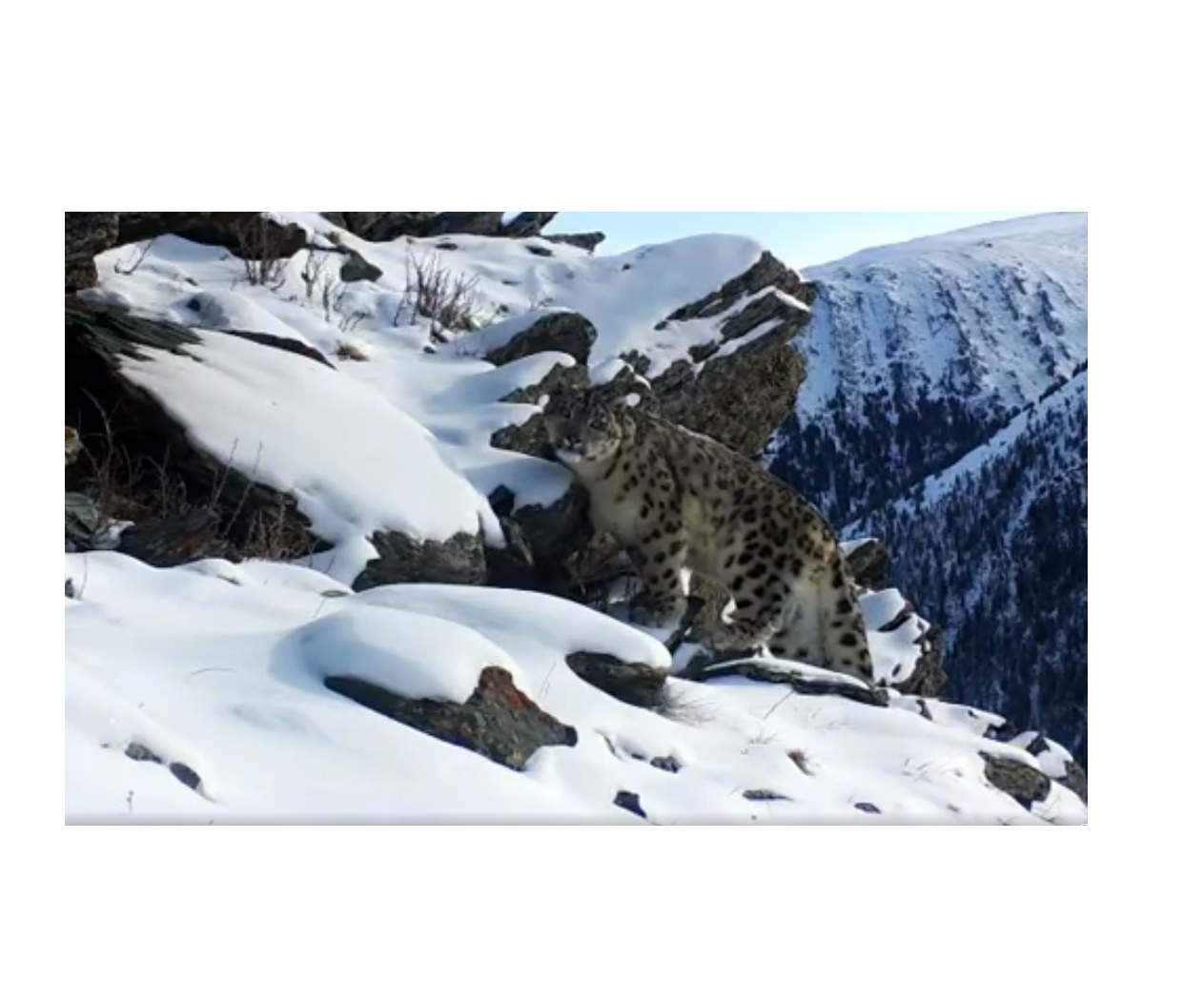 Алтайда қар барысы фототұзаққа ілінді