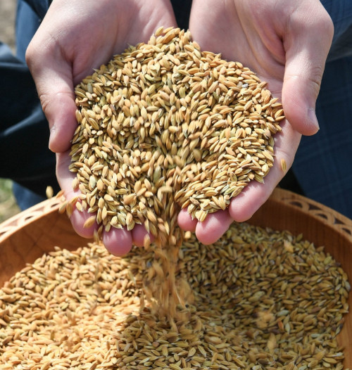 Қызылорда күрішін Францияға экспорттау жоспарлануда