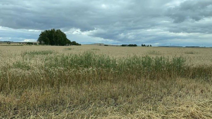 Думан Базарбеков: «Аграрлық» банк құру ауыл шаруашылығына серпіліс әкеледі