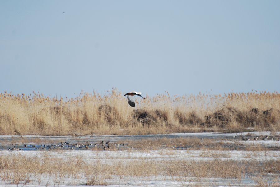 Сарыала қаздың қаңқылы естілді