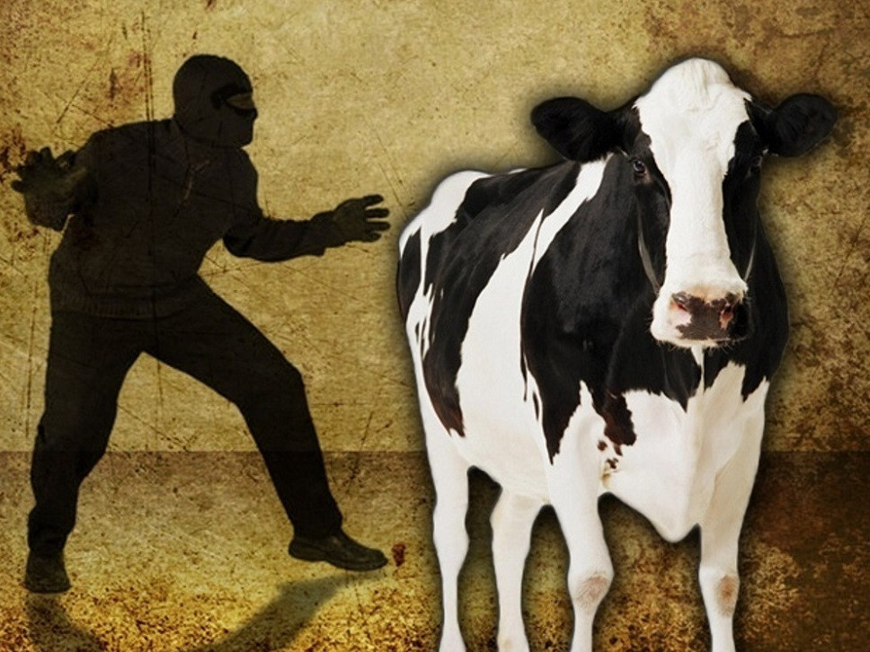 ШҚО-да мал ұрылары ұсталды