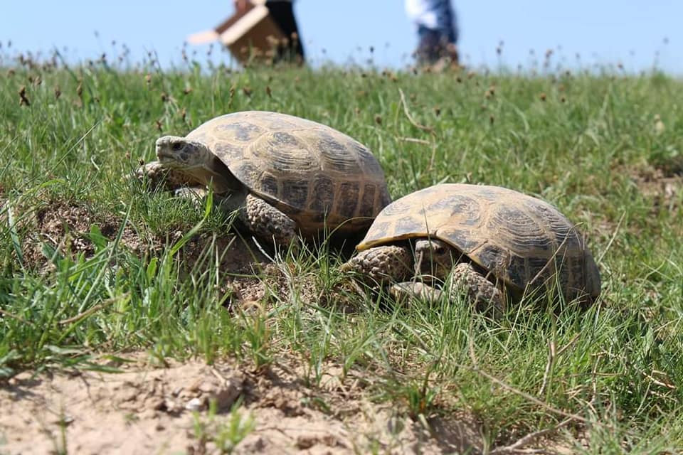 Сарыағашта құтқарылған тасбақалар табиғат аясына қайта жіберілді