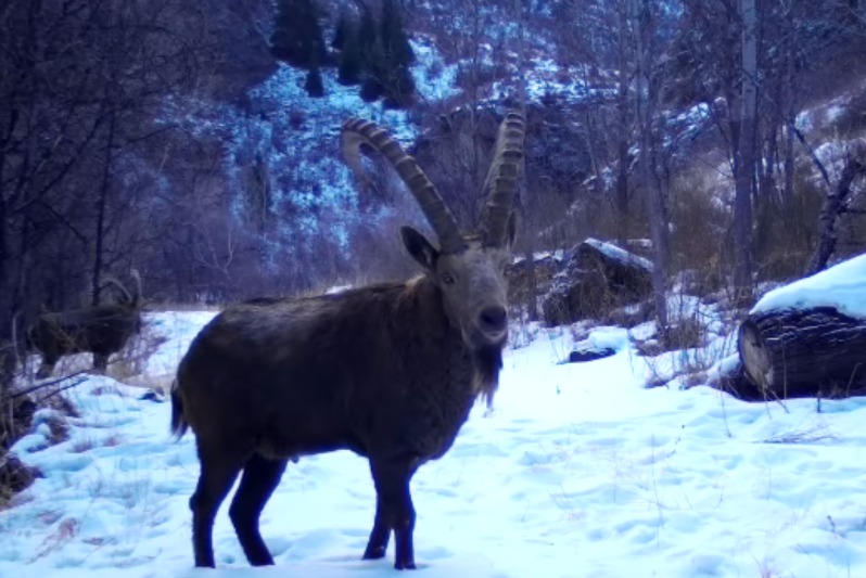 Жоңғар Алатауы ұлттық паркінде Сібір тау ешкісі фототұзаққа түсті