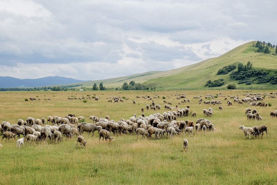 Жайылымдық жер де күтім тілейді