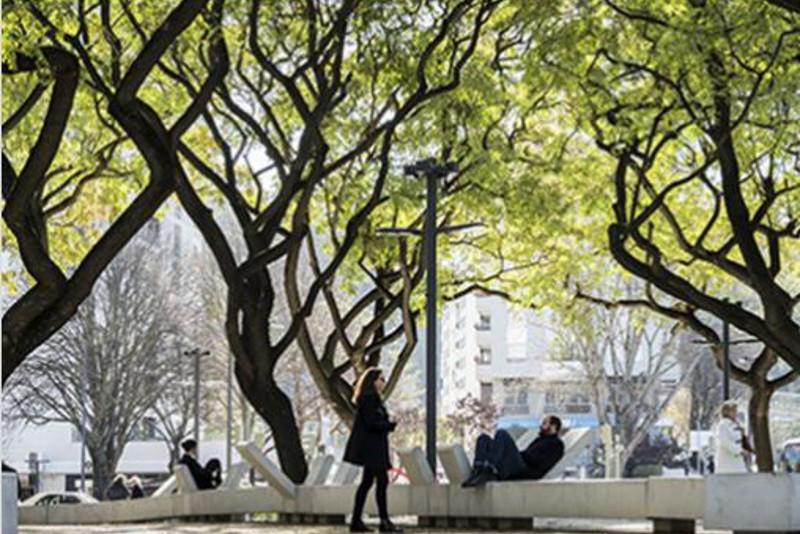 Елордада 300 емен ағашы отырғызылады