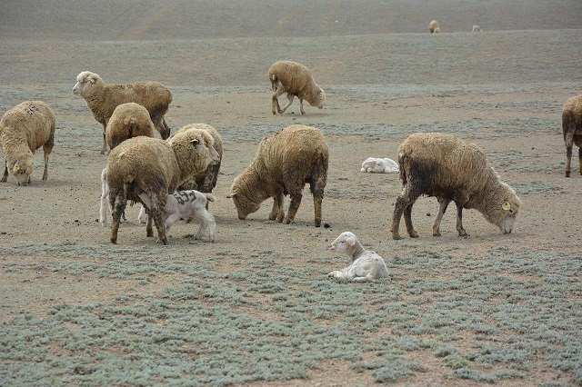 Қой қоздап, қорада шу...